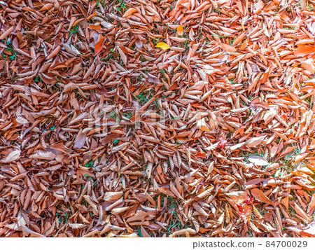 Deciduous leaves dried in the winter sun Deciduous leaves dried in the winter sun 84700029