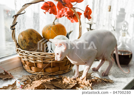 Scary young don sphinx cat sitting on a windowsill in front of basket with pumpkins as autumn and Halloween concept Scary young don sphinx cat sitting on a windowsill in front of basket with pumpkins as autumn and Halloween concept 84700280