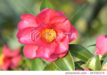 Sasanqua flowers 84700374