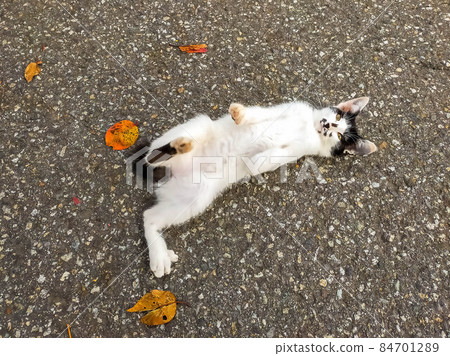 Fallen leaves and kittens Fallen leaves and kittens 84701289