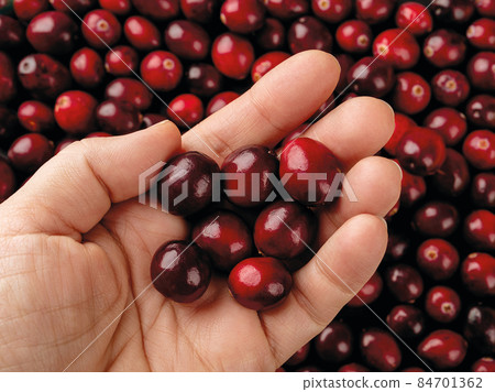 Ripe red cranberries on a woman hand palm over berry background. 84701362