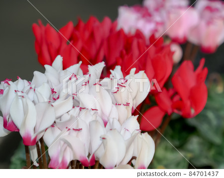 花園仙客來 84701437