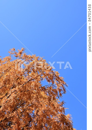 Autumn leaves season and metasequoia Autumn leaves season and metasequoia 84701438