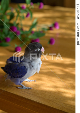 Lilian's lovebird and flowers 84701541