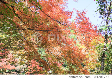 Autumn leaves of five villas Autumn leaves of five villas 84701762