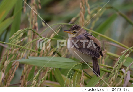 Zitting cisticola Found in fields, grasslands, and groves along the edge of various water sources. Often hides in the grass, clumps of rice or bushes, almost stuck to the ground. 84701952