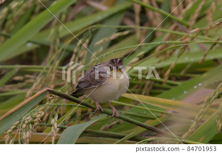 Zitting cisticola Found in fields, grasslands, and groves along the edge of various water sources. Often hides in the grass, clumps of rice or bushes, almost stuck to the ground. 84701953