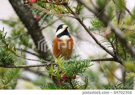 Varied Tit, Hokkaido Wild Bird 84702308