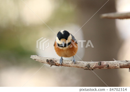 各種山雀，北海道野鳥 84702314