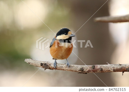 各種山雀，北海道野鳥 84702315