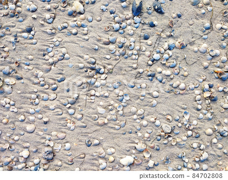 Sea shells on sand beach top view summer background 84702808