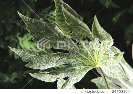 日本蜘蛛網 84703104