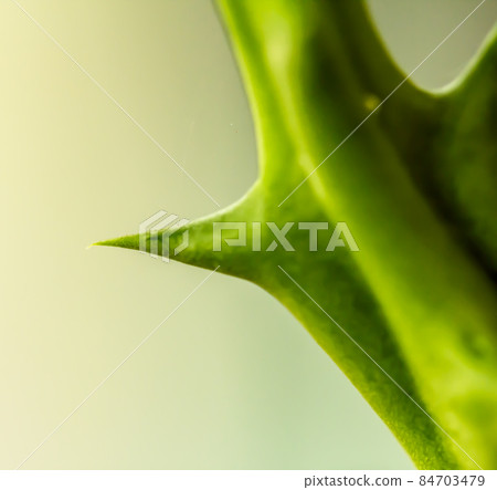 Cactus thorns beautiful closeup Cactus thorns beautiful closeup 84703479