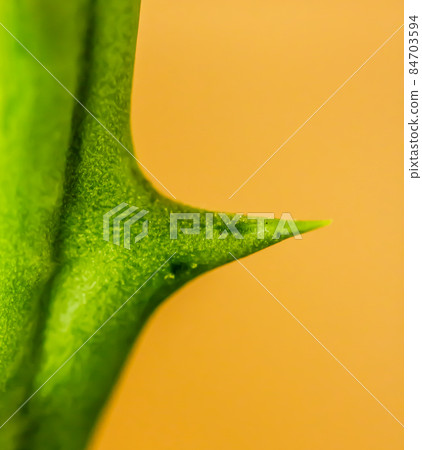 Cactus thorns beautiful closeup Cactus thorns beautiful closeup 84703594