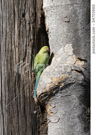 Indian Ringneck Parakeet 84703660