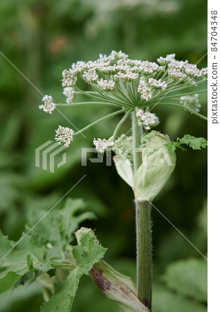 Flowering of common hogweed. A dangerous poisonous plant. 84704348