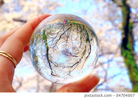 [東京] 春天的澀谷/代代木公園 盛開的櫻花被困在鏡頭球中 84704807