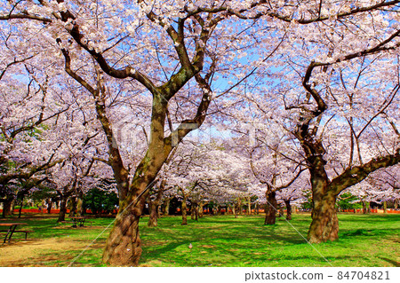 [Tokyo] Spring Shibuya / Yoyogi Park Blue sky and cherry blossoms in full bloom 84704821