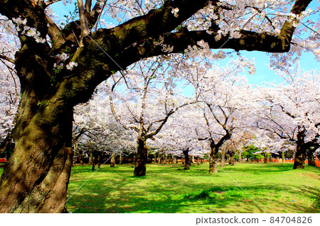 [Tokyo] Spring Shibuya / Yoyogi Park Blue sky and dynamic cherry blossoms in full bloom 84704826