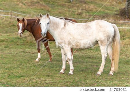 Horses in a pasture in autumn. France, Europe. 84705081