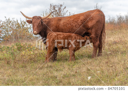 Salers cow suckling her calf in a pasture. Alsace, France, Europe. Salers cow suckling her calf in a pasture. Alsace, France, Europe. 84705101