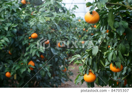 紅色聖母場 84705307