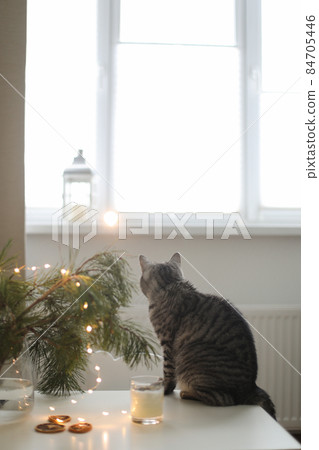 funny cat in a room decorated for Christmas and New Year. 84705446