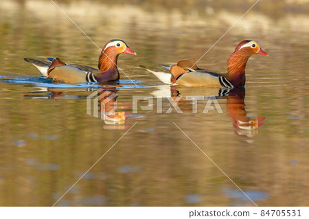 Beautiful Mandarin Duck swimming on the water. France, Europe. 84705531