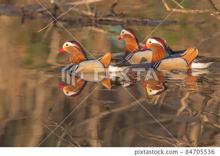 Beautiful Mandarin Duck swimming on the water. France, Europe. 84705536
