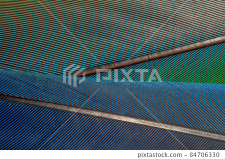 Detail of parrot feathers with bright colors. Detail of parrot feathers with bright colors. 84706330