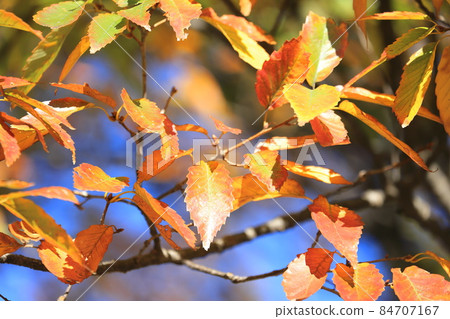 Autumn leaves of Quercus serrata 84707167
