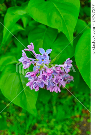 A flowering lilac branch in the garden in the spring. A flowering lilac branch in the garden in the spring. 84707577