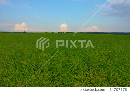 Beautiful green field in the countryside against the blue sky. 84707578