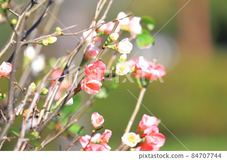 Kanboke that blooms in winter Kanboke that blooms in winter 84707744