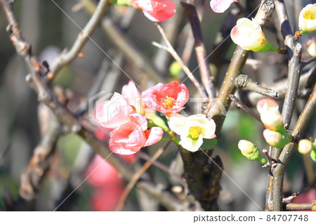 Kanboke that blooms in winter Kanboke that blooms in winter 84707748
