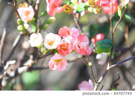 Kanboke that blooms in winter 84707749
