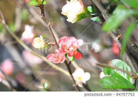 Kanboke that blooms in winter Kanboke that blooms in winter 84707752