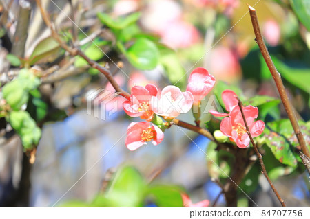 冬天開花的甘布克 冬天開花的甘布克 84707756