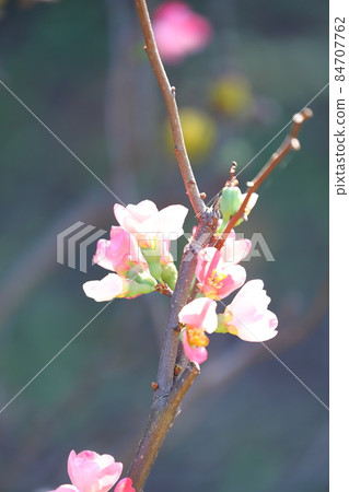 Kanboke that blooms in winter Kanboke that blooms in winter 84707762