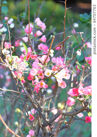 Kanboke that blooms in winter Kanboke that blooms in winter 84707763