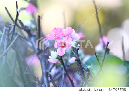 Kanboke that blooms in winter Kanboke that blooms in winter 84707768