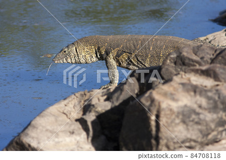 monitor lizard on the coast of the African river with his tongue hanging out, Kenya 84708118