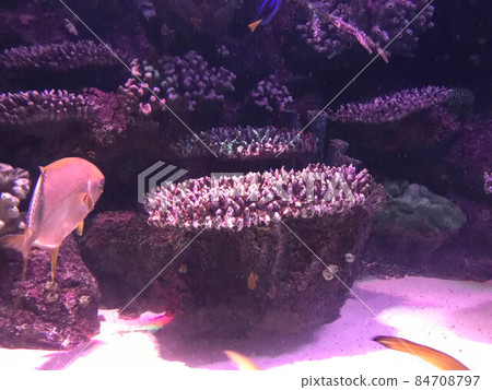 Little preschool child watching fish tank, aquarium with colorful fishes and corals 84708797