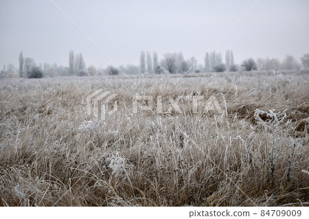 Early winter. Natural landscape. The dry grass on the field was covered with frost. 84709009