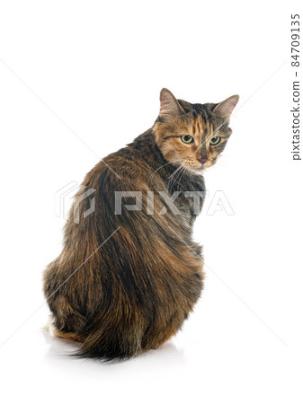 Kurilian Bobtail in studio 84709135