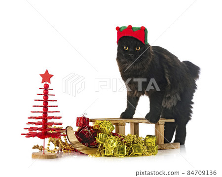 Kurilian Bobtail in studio 84709136