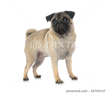 pug in studio 84709147
