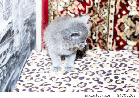 blue kitten on a scratching post blue kitten on a scratching post 84709205