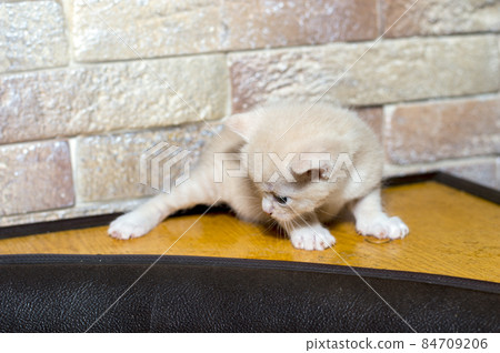 beige kitten at the brick wall of the kitchen corner beige kitten at the brick wall of the kitchen corner 84709206
