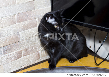 black cat at the brick wall of the kitchen corner black cat at the brick wall of the kitchen corner 84709207